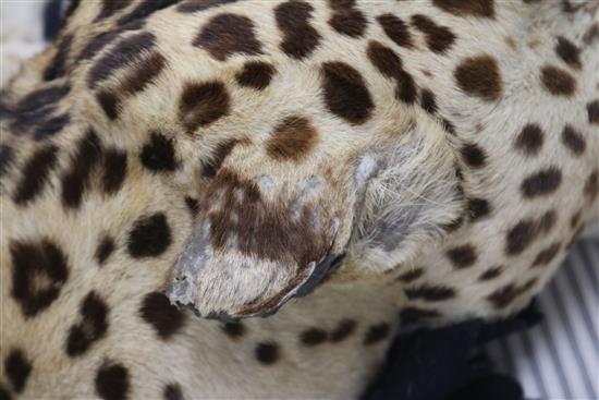 A taxidermic leopard skin rug, with label Vaningen & Vaningen Mysore, L.260cm